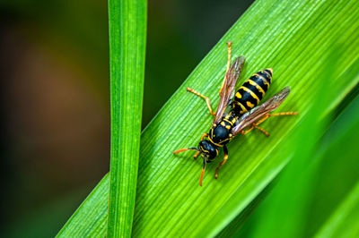 Close-up of insect on plant