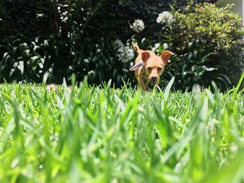 Close-up of cat sitting on grass