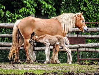 Horse grazing on field