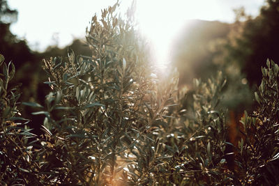 Close-up of plants on field against sky on sunny day