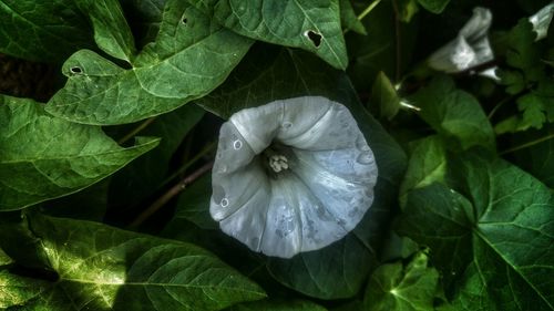 Close-up of water drops on plant