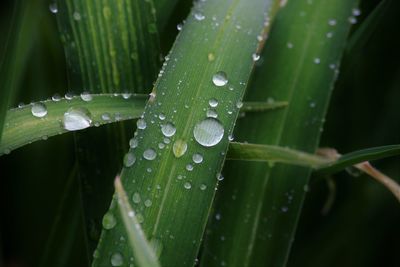 Close-up of water drops on leaf