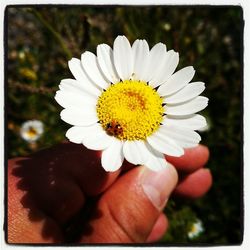 Close-up of white daisy blooming outdoors