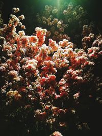 Low angle view of coral in sea