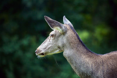 Close-up side view of a deer