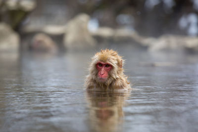 Portrait of a monkey