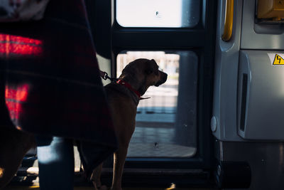 Dog looking through window