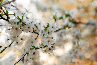 Close-up of cherry blossom