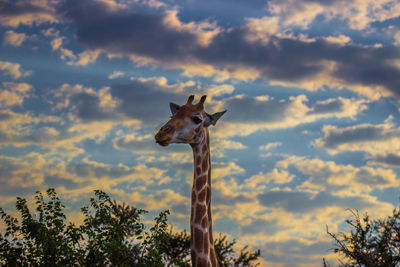 Low angle view of giraffe with tree against sky