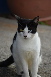 Close-up portrait of cat sitting outdoors