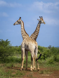 Giraffe standing on field against sky