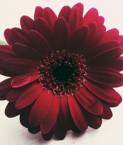 Close-up of red flower blooming against white background