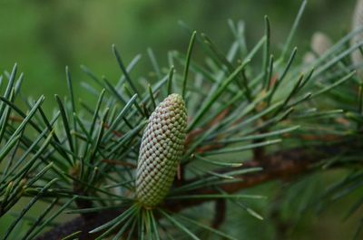 Close-up of pine cone on field