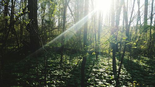 Trees in forest