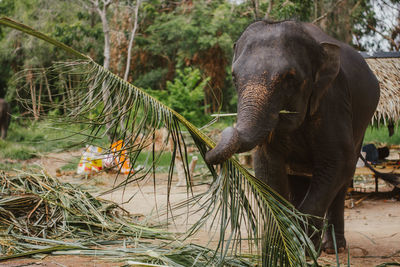 Elephant in a forest