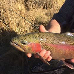 Midsection of person holding fish