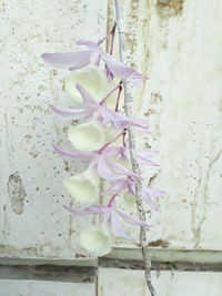 Close-up of pink flowering plant against wall