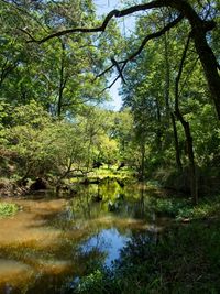 Scenic view of lake in forest