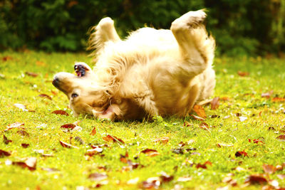 Dog relaxing on grass