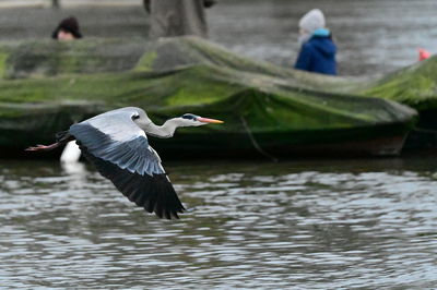 bird