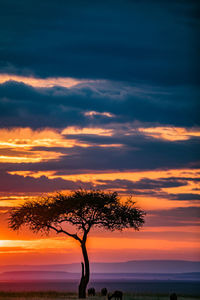 Silhouette tree against dramatic sky during sunset
