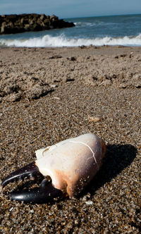 Close-up of crab on beach against sky