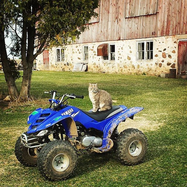 Cat on a fourwheeler