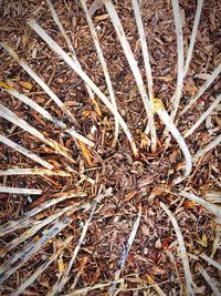 Full frame shot of bare tree