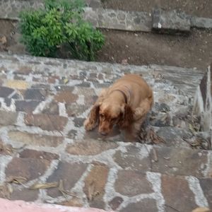 High angle view of dog on street