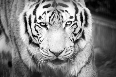 Close-up portrait of a cat