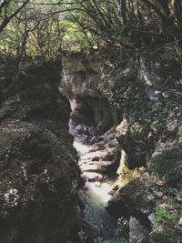 View of waterfall in forest