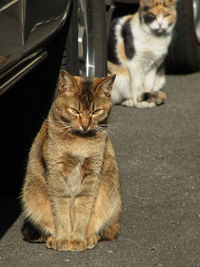 Portrait of cat