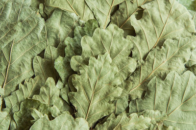 Dry pale green oak leaves from a bath broom. background image