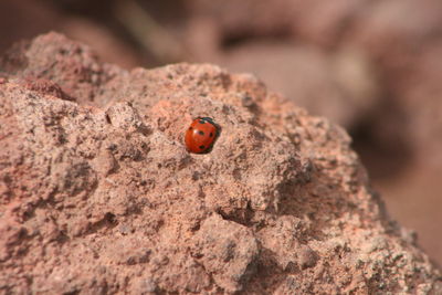 Close-up of ladybug on rock