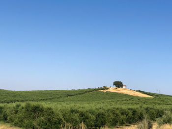 Scenic view of field against clear blue sky