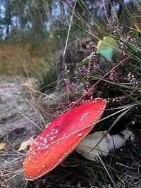 Close-up of plants growing in forest