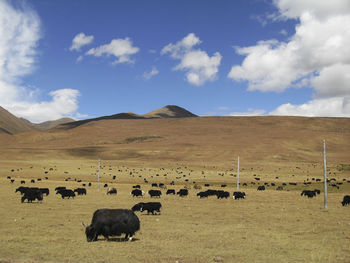 Flock of sheep in a field