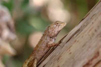 Close-up of lizard on wood