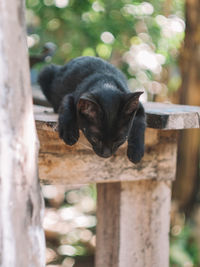 Black dog looking away while sitting on wooden post