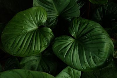 Full frame shot of green leaves