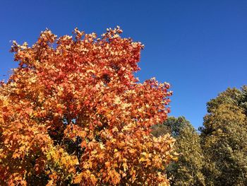 Low angle view of flowering tree against clear blue sky
