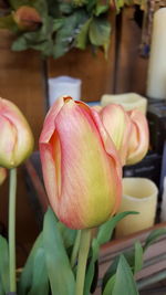 Close-up of flowers