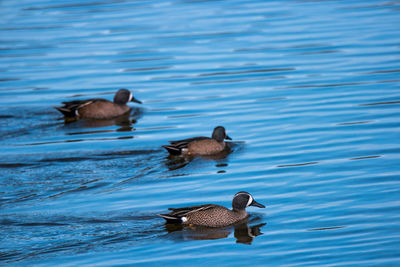 Ducks swimming in lake