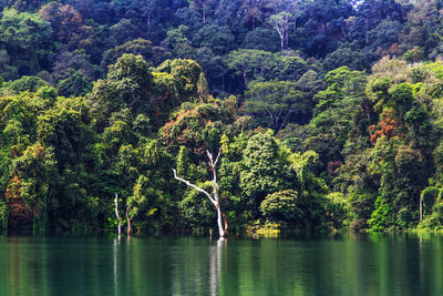 Scenic view of lake in forest