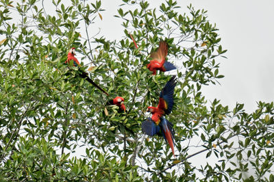 Low angle view of trees