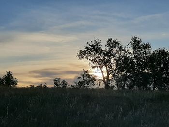 Trees on field against sky during sunset