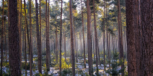 Pine trees in forest