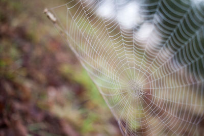 Close-up of spider web