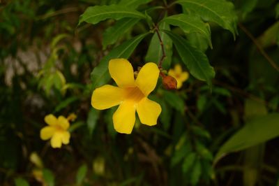 Close-up of yellow flowers blooming outdoors