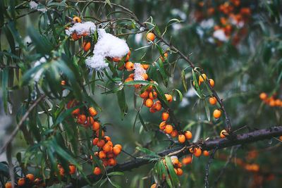 Close-up of rowan berries on tree